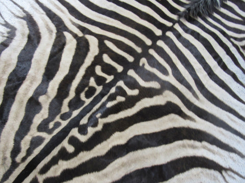 Zebra Skin Rug # 109 (lots of specs/awesome tail 27"/Nice full mane) Size: 7.5x6.7 feet