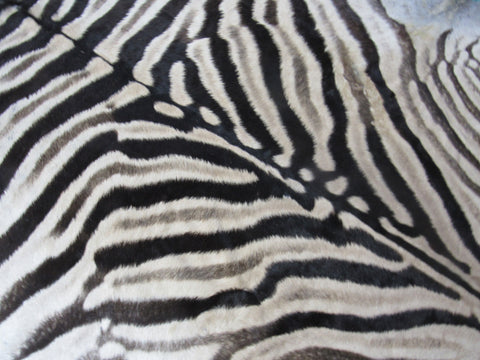 Zebra Skin Rug # 110 (some scars/Nice Mane) Size: 8.2x6.7 feet