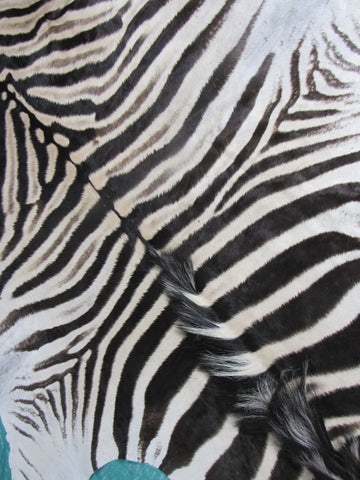 Zebra Skin Rug # 110 (some scars/Nice Mane) Size: 8.2x6.7 feet