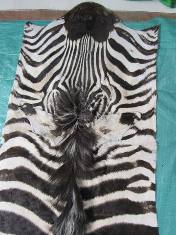 Zebra Skin Rug # 110 (some scars/Nice Mane) Size: 8.2x6.7 feet