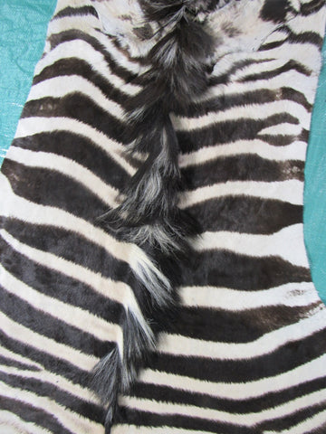 Zebra Skin Rug # 110 (some scars/Nice Mane) Size: 8.2x6.7 feet