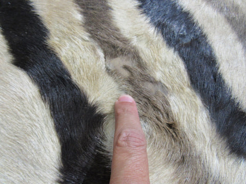 Zebra Skin Rug # 110 (some scars/Nice Mane) Size: 8.2x6.7 feet