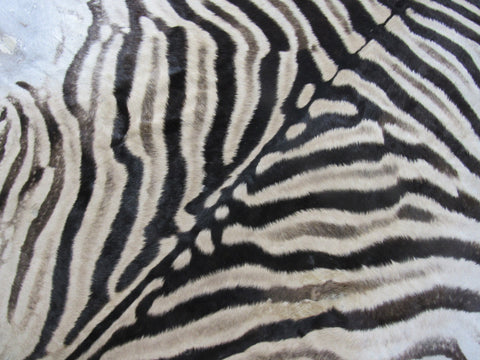 Zebra Skin Rug # 110 (some scars/Nice Mane) Size: 8.2x6.7 feet