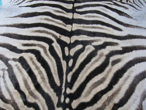 Zebra Skin Rug # 110 (some scars/Nice Mane) Size: 8.2x6.7 feet