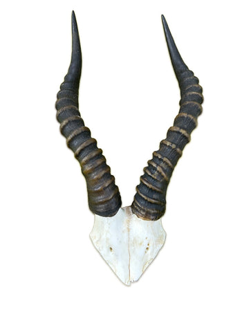Blesbok V-Shape Skull - African Antelope Horn + V Cut Skull (Horns are around 16 inches)