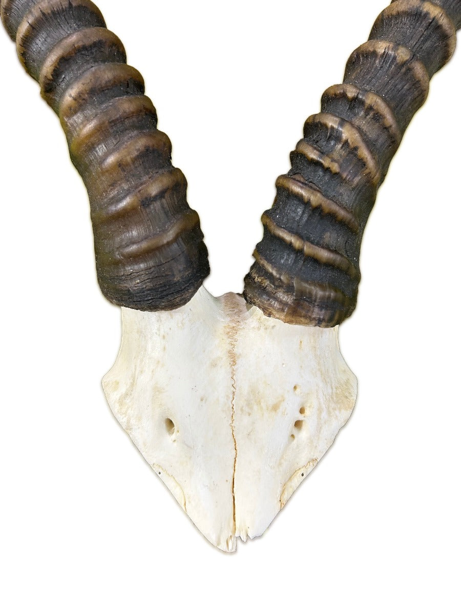 Blesbok V-Shape Skull - African Antelope Horn + V Cut Skull (Horns are around 16 inches)