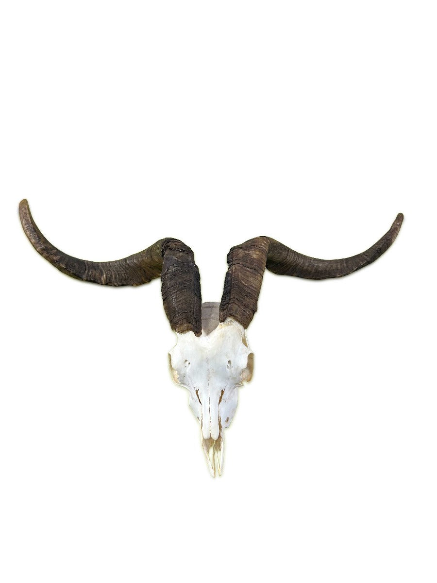 Ram Skull - Real Angora Ram Horns and Skull - Approx Size: 21LX30WX9.5D inches - Made for Wall Hanging with Metal Bracket on the Back
