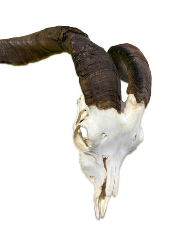 Ram Skull - Real Angora Ram Horns and Skull - Approx Size: 21LX30WX9.5D inches - Made for Wall Hanging with Metal Bracket on the Back