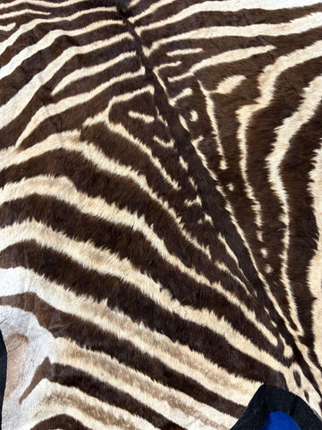 Real Zebra Skin Rug Size: 6 1/2 x 4 3/4 feet BRAND NEW Burchell's Zebra Rug #137