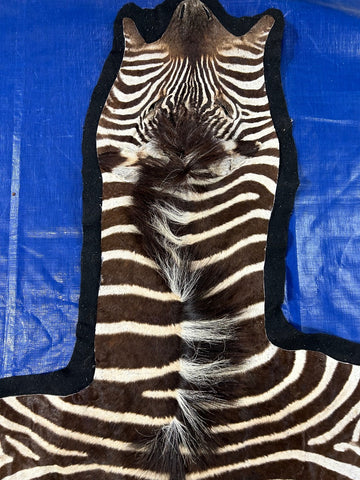 Real Zebra Skin Rug Size: 6 1/2 x 4 3/4 feet BRAND NEW Burchell's Zebra Rug #137