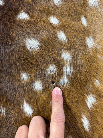 Axis Deer Skin (2 tiny holes) Size: 39x38" O-378