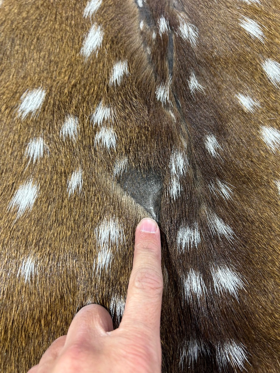 Axis Deer Skin (1 hole/ hard to see imperfections) Size: 41x38" O-379