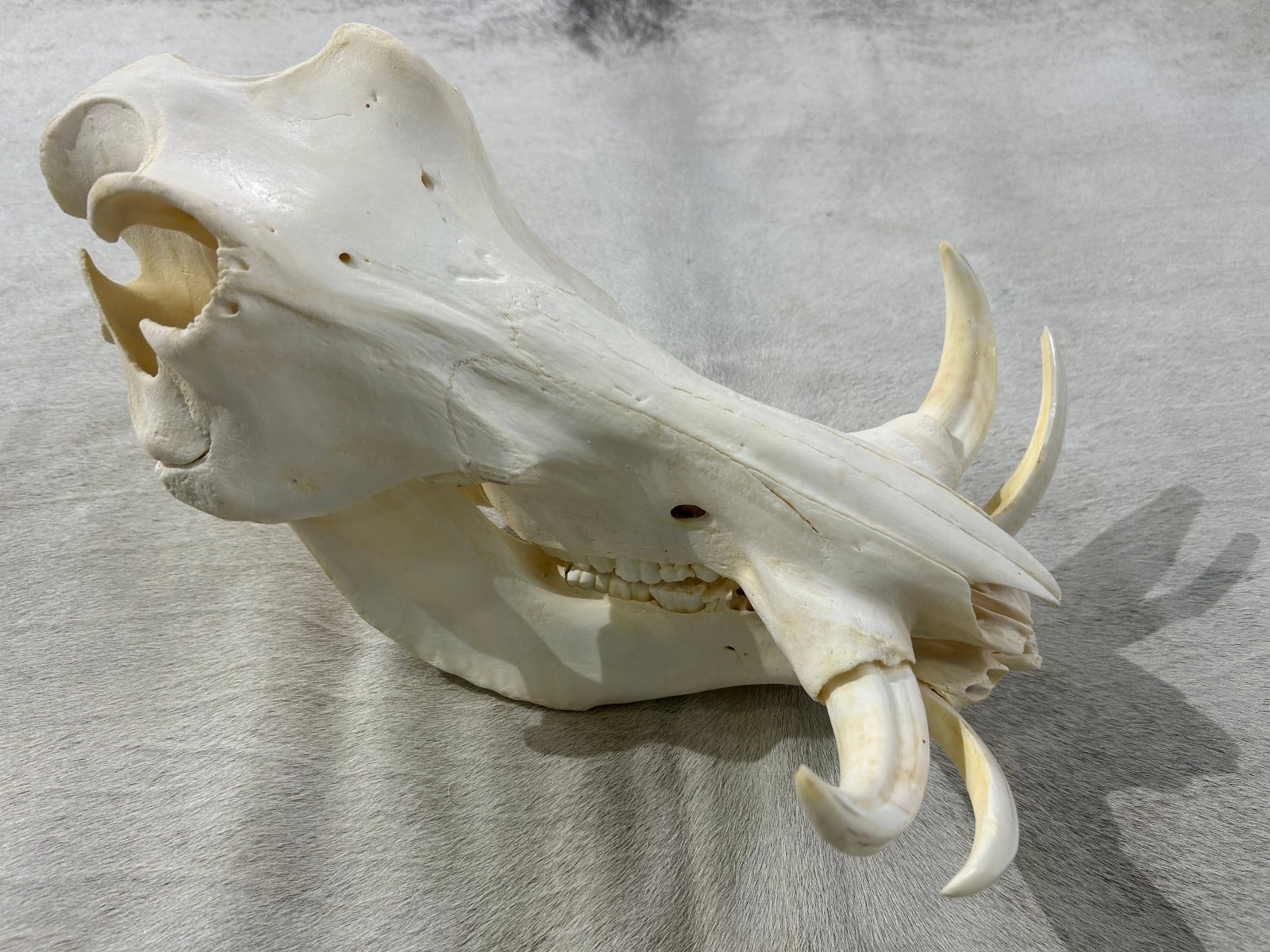 African Pig Skull - Real Wild Pig Polished Cranium - Approximate Size: About 15" long X 11" wide X 8" deep