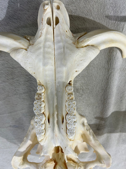 African Pig Skull - Real Wild Pig Polished Cranium - Approximate Size: About 15" long X 11" wide X 8" deep