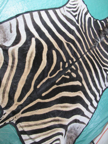 Felted Zebra Skin # 111 (Tail is 39", Only 1 scar but has a small fold on right hand side) Size: 8.2x7.2 feet