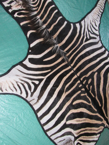 Felted Zebra Skin # 111 (Tail is 39", Only 1 scar but has a small fold on right hand side) Size: 8.2x7.2 feet