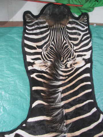 Felted Zebra Skin # 111 (Tail is 39", Only 1 scar but has a small fold on right hand side) Size: 8.2x7.2 feet