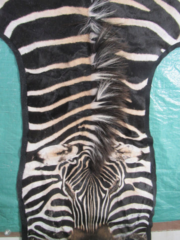 Felted Zebra Skin # 111 (Tail is 39", Only 1 scar but has a small fold on right hand side) Size: 8.2x7.2 feet