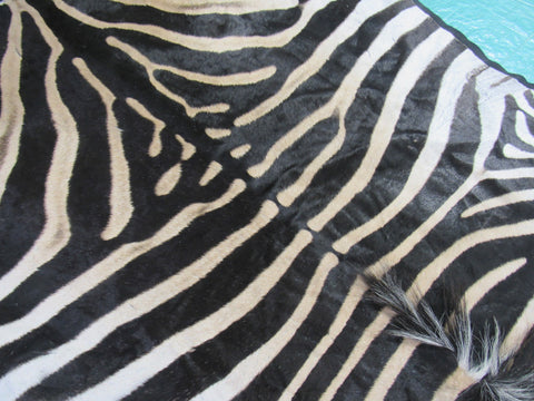 Felted Zebra Skin # 111 (Tail is 39", Only 1 scar but has a small fold on right hand side) Size: 8.2x7.2 feet