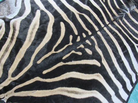 Felted Zebra Skin # 111 (Tail is 39", Only 1 scar but has a small fold on right hand side) Size: 8.2x7.2 feet