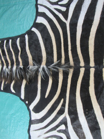 Felted Zebra Skin # 111 (Tail is 39", Only 1 scar but has a small fold on right hand side) Size: 8.2x7.2 feet