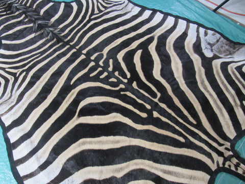 Felted Zebra Skin # 112 (Awesome quality, tail is 38", super nice quality and big wide neck) Size: 8.2x7 feet