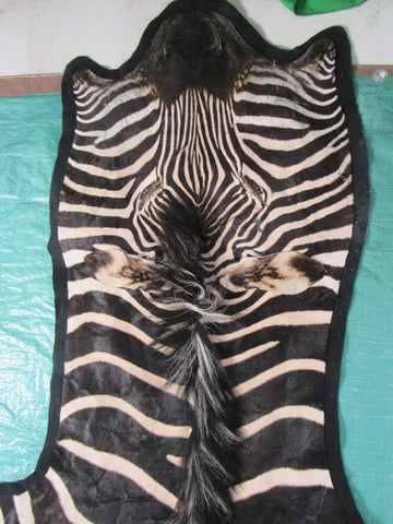 Felted Zebra Skin # 112 (Awesome quality, tail is 38", super nice quality and big wide neck) Size: 8.2x7 feet