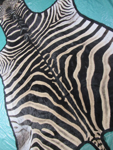 Felted Zebra Skin # 112 (Awesome quality, tail is 38", super nice quality and big wide neck) Size: 8.2x7 feet