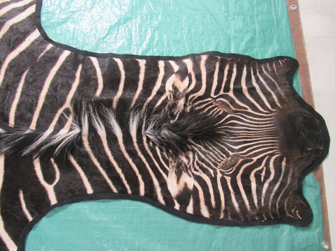 Felted Zebra Skin # 113 (beautiful and unique, tail is around 37", super nice quality) Size: 8x7 feet