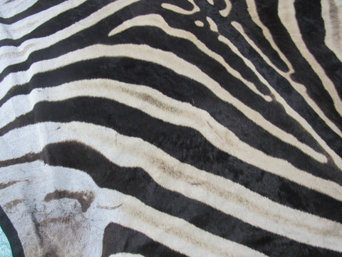 Felted Zebra Skin # 114 (beautiful but has a few scratches/Tail is around 36") Size: 8.5x7 feet