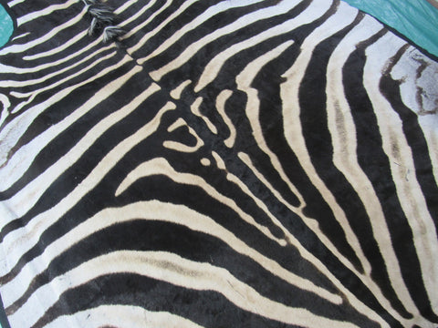 Felted Zebra Skin # 114 (beautiful but has a few scratches/Tail is around 36") Size: 8.5x7 feet