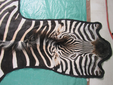 Felted Zebra Skin # 114 (beautiful but has a few scratches/Tail is around 36") Size: 8.5x7 feet