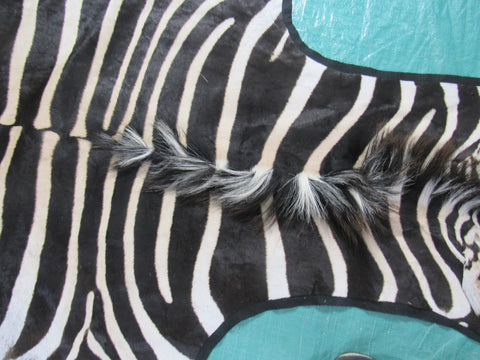 Felted Zebra Skin # 114 (beautiful but has a few scratches/Tail is around 36") Size: 8.5x7 feet