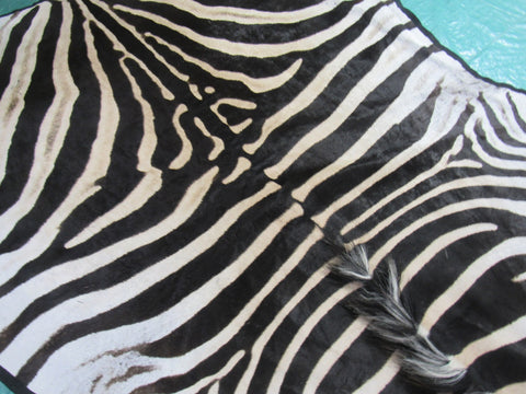 Felted Zebra Skin # 114 (beautiful but has a few scratches/Tail is around 36") Size: 8.5x7 feet