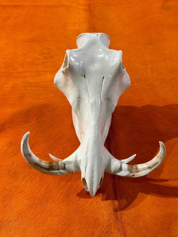 African Pig Skull - Real Wild Pig Polished Cranium - Approximate Size: About 15" long X 12" wide X 9" deep