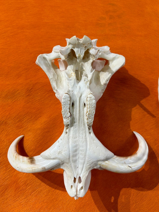 African Pig Skull - Real Wild Pig Polished Cranium - Approximate Size: About 15" long X 12" wide X 9" deep