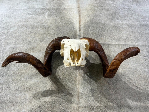 Ram Skull # 1- Real Marino Ram Horns and Skull - Approx Size: 14LX23WX7D inches - Made for Wall Hanging with Metal Bracket on Horns