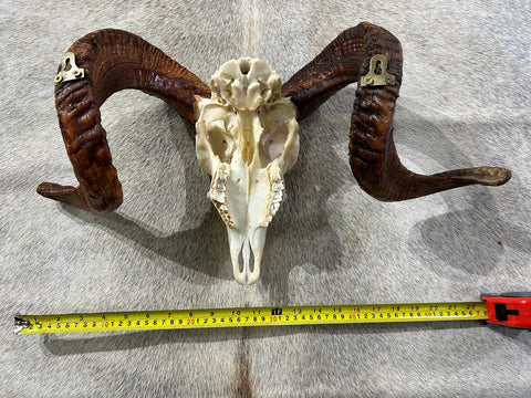 Ram Skull # 1- Real Marino Ram Horns and Skull - Approx Size: 14LX23WX7D inches - Made for Wall Hanging with Metal Bracket on Horns