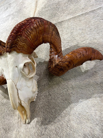 Ram Skull #2- Real Marino Ram Horns and Skull - Approx Size: 14LX23WX7D inches - Made for Wall Hanging with Metal Bracket on Horns
