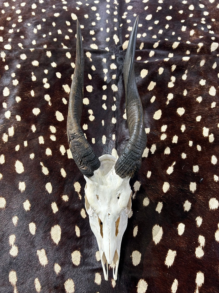 Trophy Bushbuck Antelope Horns - African Trophy Antelope V-shape Skull Approximate Size: 20.5HX7WX11D inches