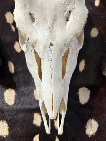 Trophy Bushbuck Antelope Horns - African Trophy Antelope V-shape Skull Approximate Size: 20.5HX7WX11D inches