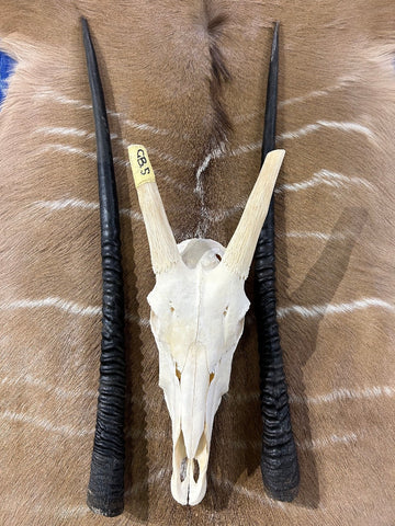 BIG Oryx Skull - African Antelope Horn + Gemsbok Skull (Horns are 35 and 34 inches)