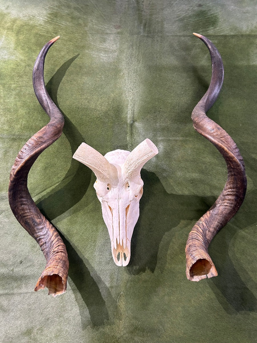 HUGE Real Kudu Skull - Real African Antelope Skull - Huge Horns (Horns are 55.5" and 55.3" around curls)