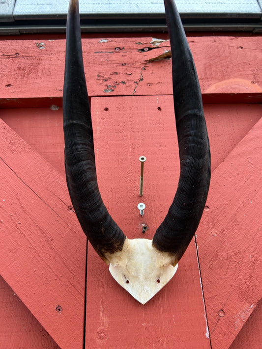 Trophy Bushbuck Antelope Horns - African Trophy Antelope Skull Cap Approximate Size: 17HX9WX3D inches