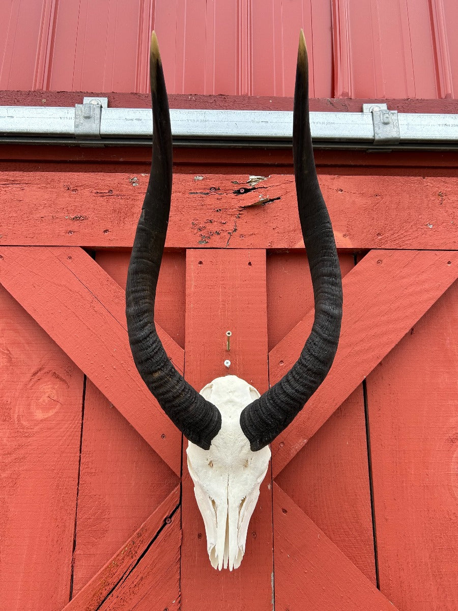 Real BIG Nyala Skull African Antelope Horn + Skull (Horns are around 25 inches measured around the curls)