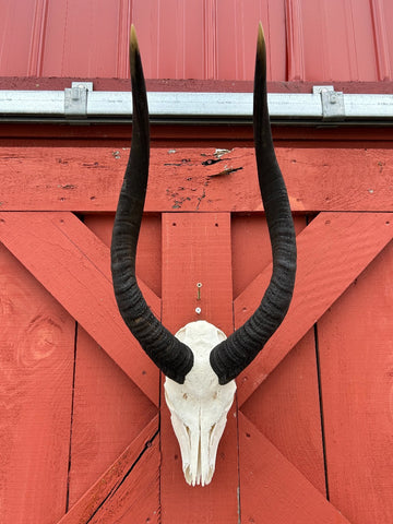 Real BIG Nyala Skull African Antelope Horn + Skull (Horns are around 25 inches measured around the curls)