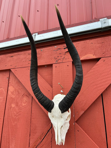 Real BIG Nyala Skull African Antelope Horn + Skull (Horns are around 25 inches measured around the curls)