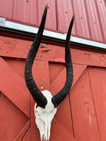 Real BIG Nyala Skull African Antelope Horn + Skull (Horns are around 25 inches measured around the curls)