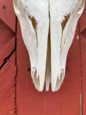 Real BIG Nyala Skull African Antelope Horn + Skull (Horns are around 25 inches measured around the curls)