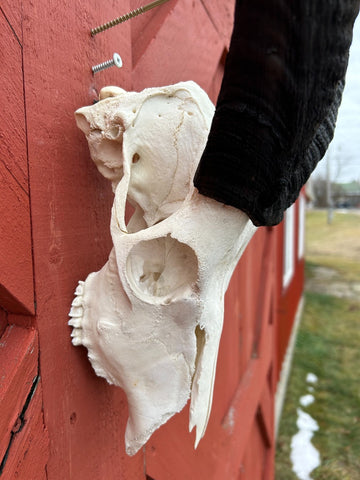 Real BIG Nyala Skull African Antelope Horn + Skull (Horns are around 25 inches measured around the curls)